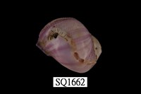 藏品(紫口珊瑚螺)的圖片